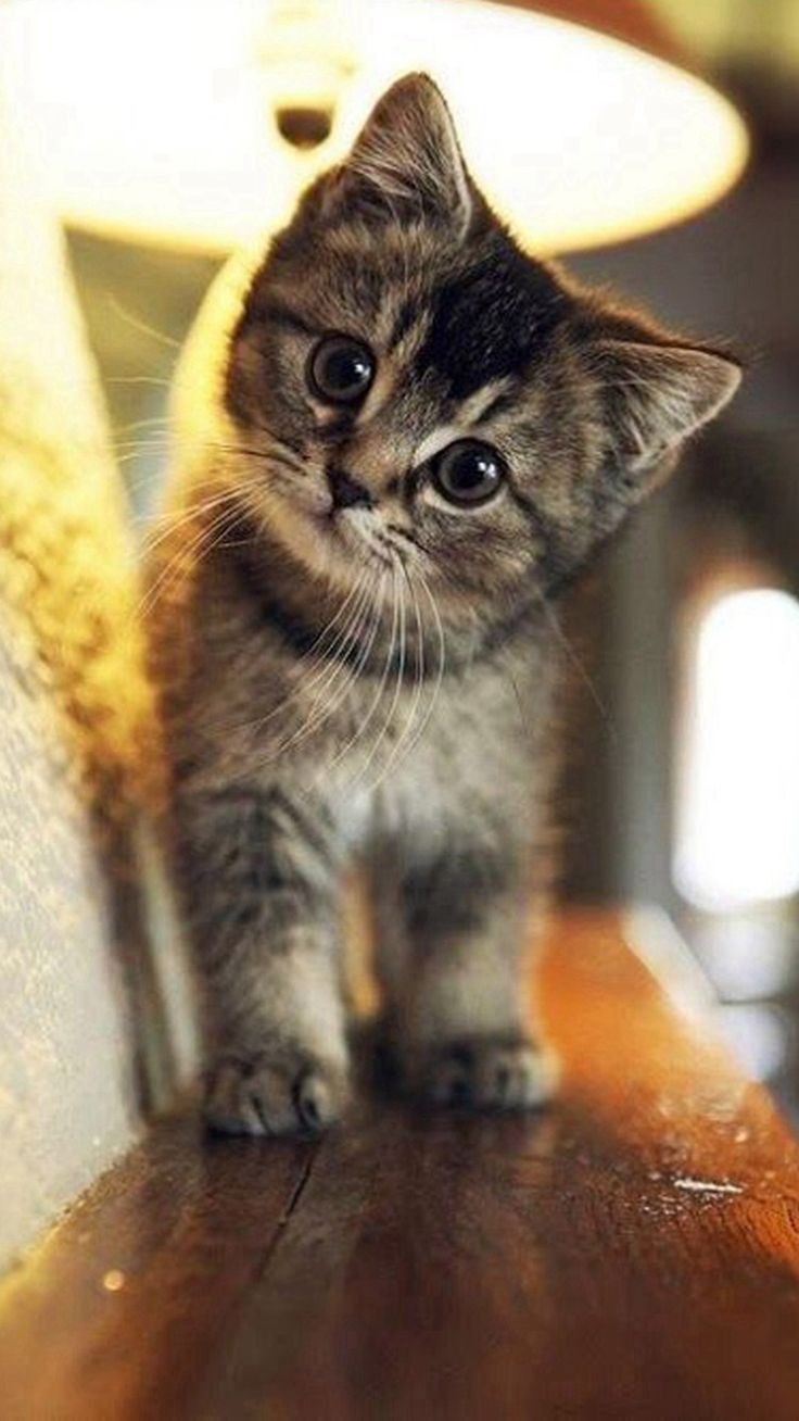 Случайная кошка